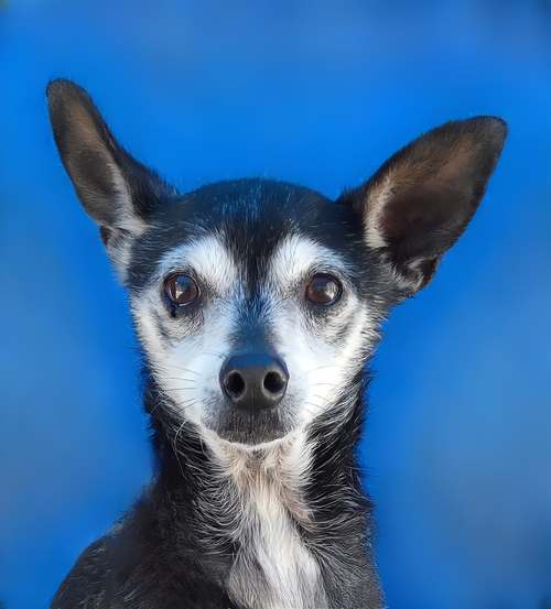 CHICO, an adoptable Chihuahua in Pasadena, CA