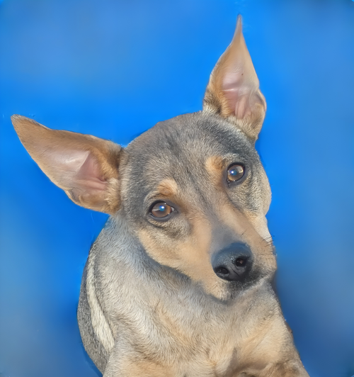 RIN TIN TIN, an adoptable Rat Terrier in Pasadena, CA