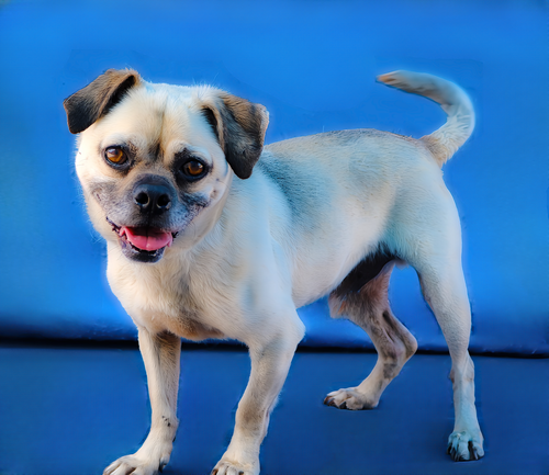 MILO, an adoptable Pug in Pasadena, CA