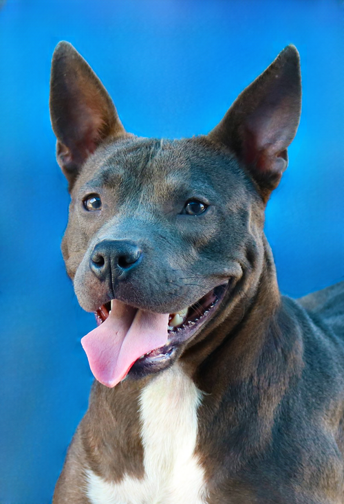 RAMONA, an adoptable Pit Bull Terrier in Pasadena, CA