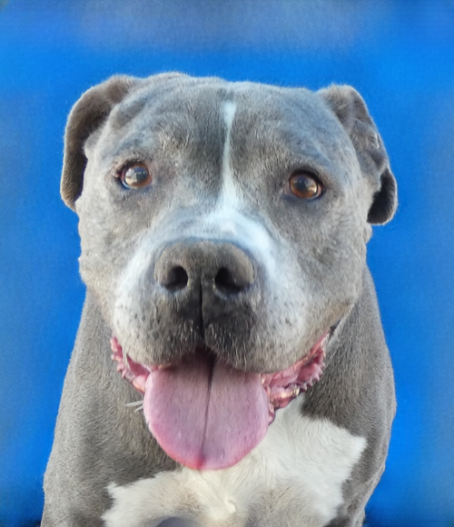 AVA, an adoptable Pit Bull Terrier in Pasadena, CA