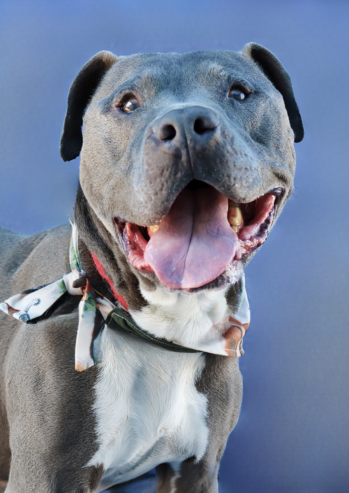 CLIFF, an adoptable Pit Bull Terrier in Pasadena, CA