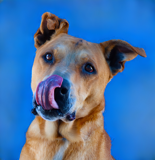 GOOPI, an adoptable German Shepherd Dog in Pasadena, CA