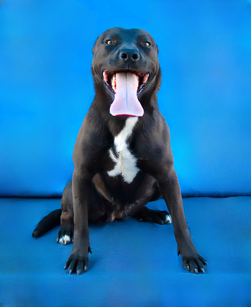 LUNA, an adoptable Labrador Retriever in Pasadena, CA