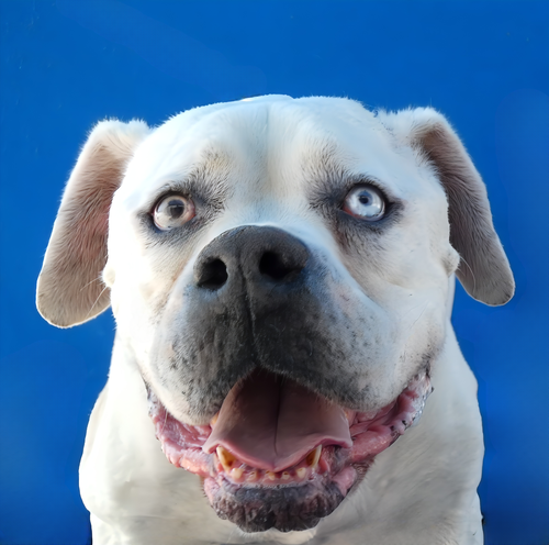 ZOE, an adoptable American Bulldog in Pasadena, CA