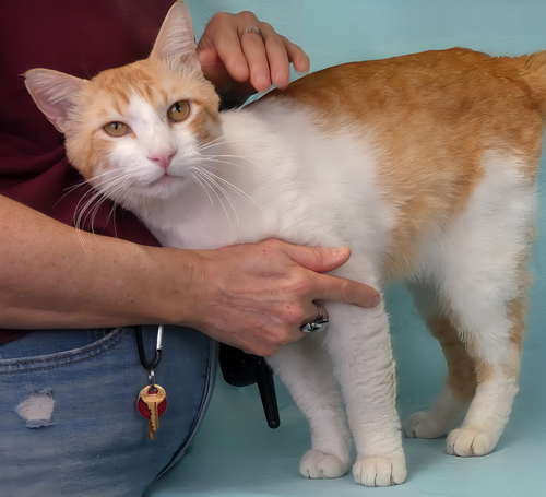 JAMESON, Young Domestic Short Hair (short coat), cat for adoption in Alhambra, California