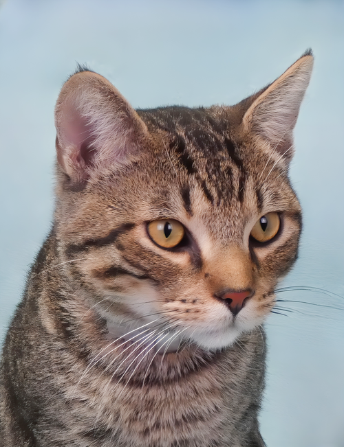 COOPER, Young Domestic Short Hair (short coat), cat for adoption in Alhambra, California