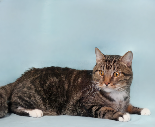 CHUNKS, Adult Domestic Short Hair (short coat), cat for adoption in Alhambra, California