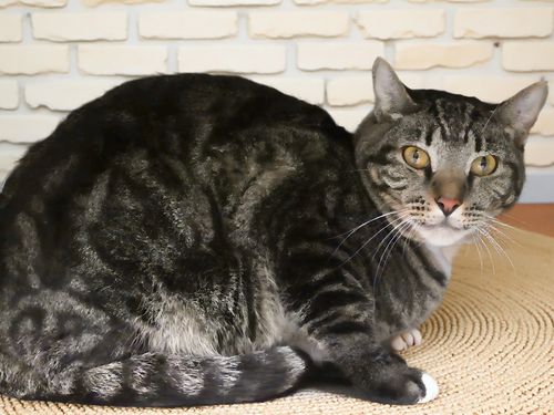 CHANCE, Adult Domestic Short Hair (short coat), cat for adoption in Alhambra, California
