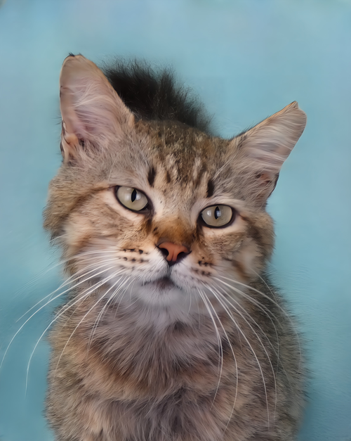 TIGER, Senior Domestic Medium Hair (medium coat), cat for adoption in Alhambra, California