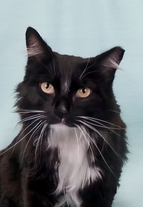 LITTEN, Adult Domestic Medium Hair (medium coat), cat for adoption in Alhambra, California