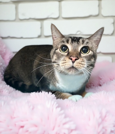 ZOEY, Adult Domestic Short Hair (short coat), cat for adoption in Alhambra, California
