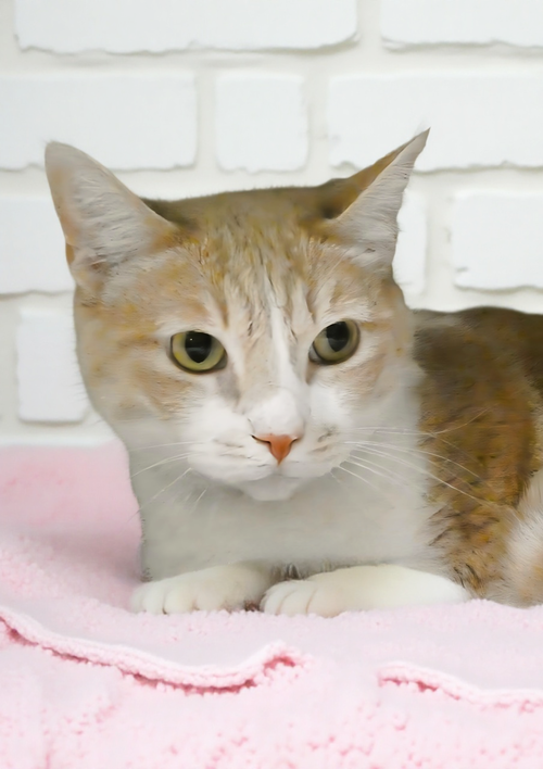 FEATHER, Adult Domestic Short Hair (short coat), cat for adoption in Alhambra, California