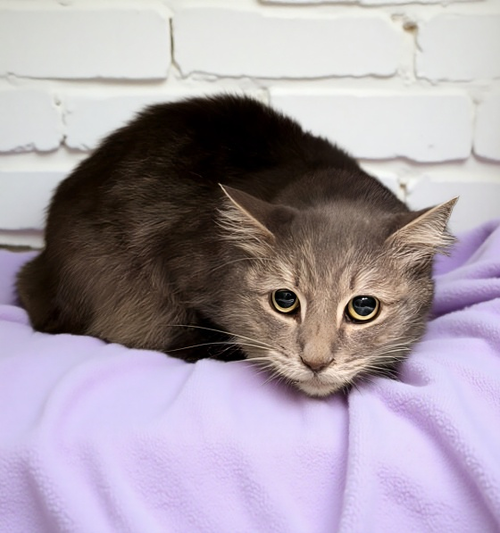 PHOENIX, Senior Domestic Short Hair (short coat), cat for adoption in Alhambra, California