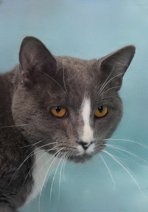 THORN, Adult Domestic Short Hair (short coat), cat for adoption in Alhambra, California