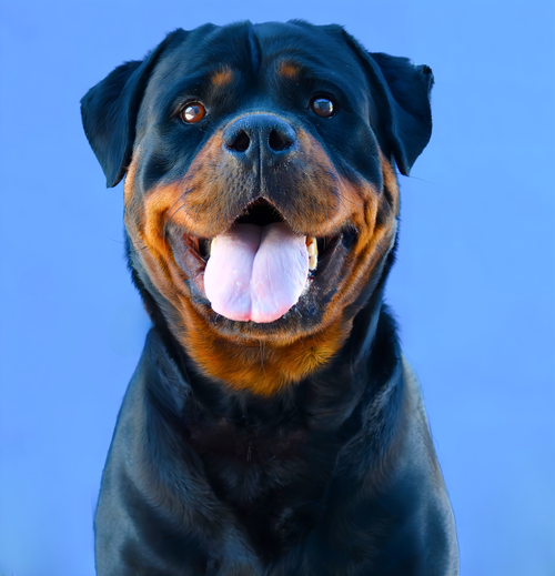LUNA, an adoptable Rottweiler in Pasadena, CA