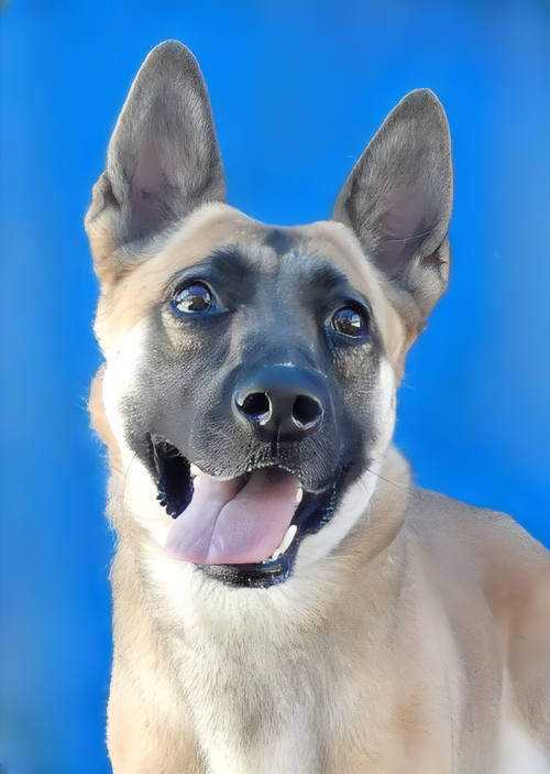 JILLY, an adoptable German Shepherd Dog in Pasadena, CA