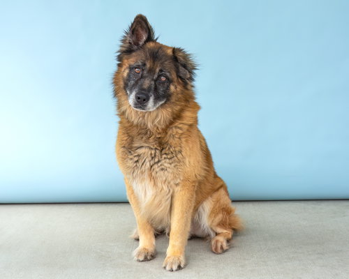 ROSCO photo 2
