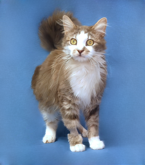 ARIA, Young Domestic Medium Hair (medium coat), cat for adoption in Paramount, California