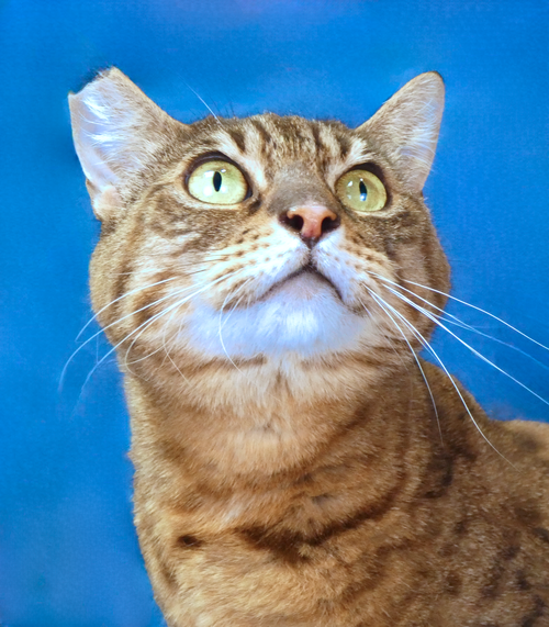 LOLA, Young Domestic Short Hair (short coat), cat for adoption in Paramount, California