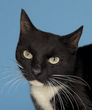 DOMINO, Adult Domestic Short Hair (short coat), cat for adoption in Paramount, California