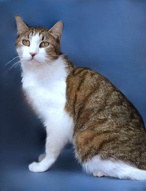 OLLIE, Adult Domestic Short Hair (short coat), cat for adoption in Paramount, California