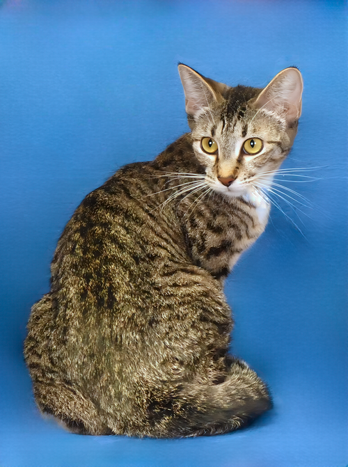 AURELIA, Young Domestic Short Hair (short coat), cat for adoption in Paramount, California