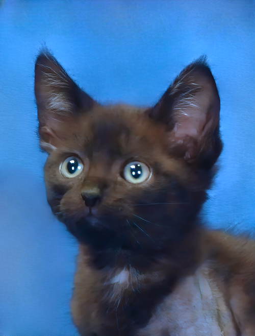 ZIGGY, Baby Domestic Short Hair (short coat), cat for adoption in Paramount, California