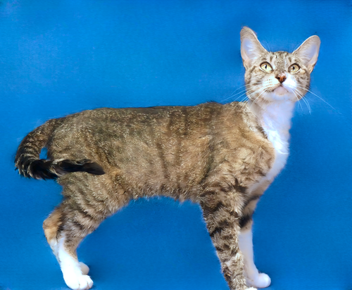LUNA, Adult Domestic Short Hair (short coat), cat for adoption in Paramount, California