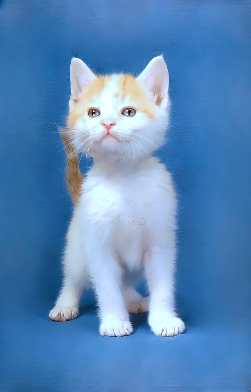 SAILOR, Baby Domestic Short Hair (short coat), cat for adoption in Paramount, California