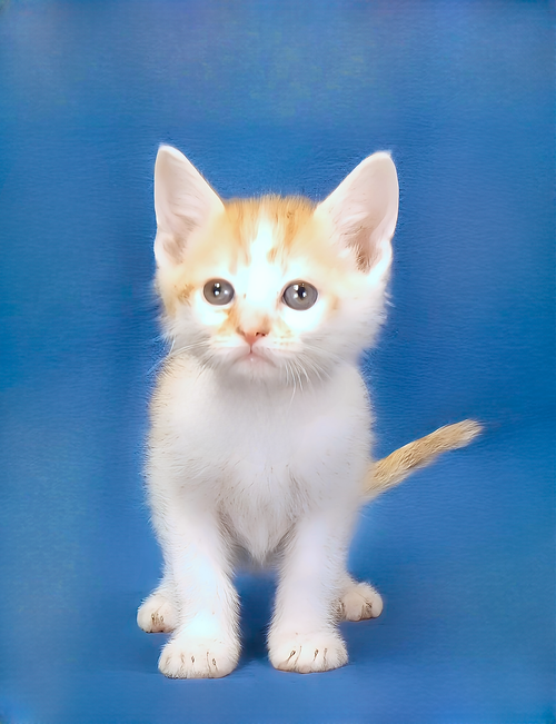 SCOOTER, Baby Domestic Short Hair (short coat), cat for adoption in Paramount, California