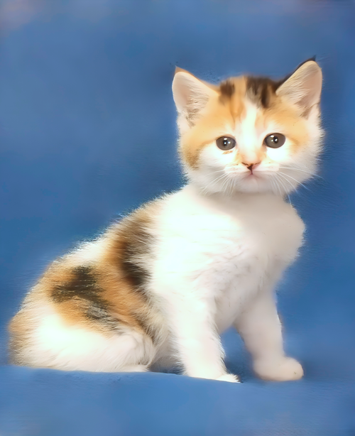 TAYLOR, Baby Domestic Short Hair (short coat), cat for adoption in Paramount, California