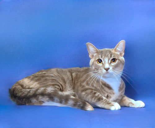 CHASE, Adult Domestic Short Hair (short coat), cat for adoption in Paramount, California