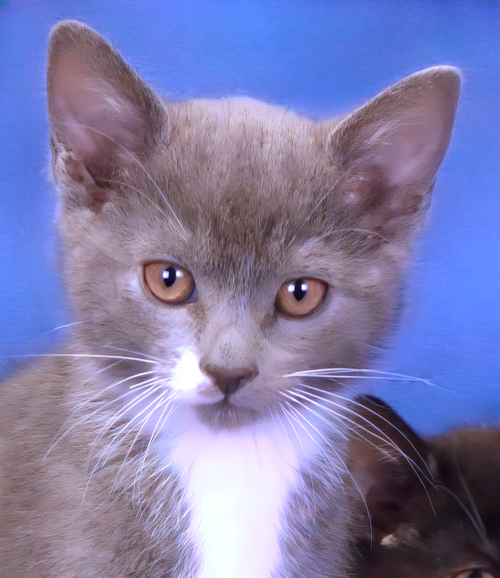 YOGI, Baby Domestic Short Hair, cat for adoption in Paramount, California