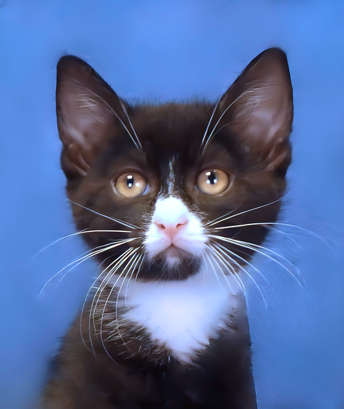 BOO BOO, Baby Domestic Short Hair (short coat), cat for adoption in Paramount, California