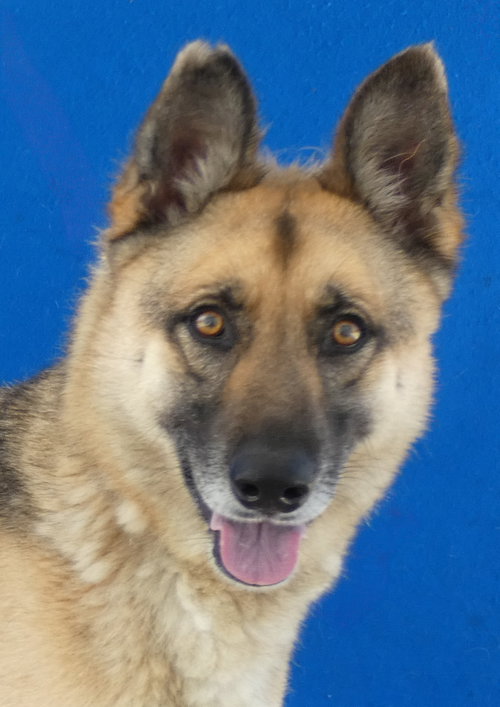 AXEL