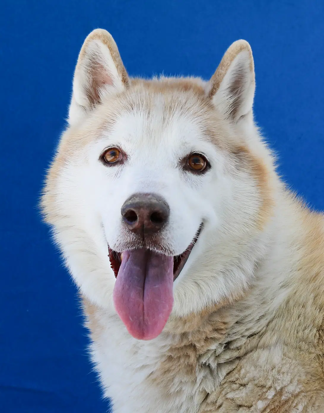 Rocky - Siberian Husky