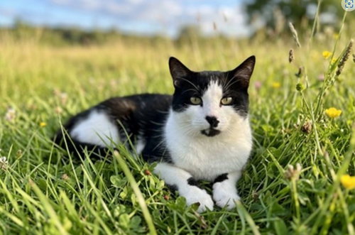 MCFLURRY, Adult Domestic Short Hair (short coat), cat for adoption in La Puente, California