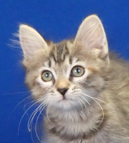 DELILAH, Baby Domestic Medium Hair (medium coat), cat for adoption in La Puente, California