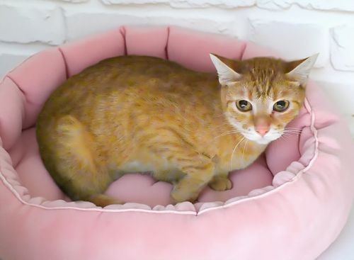 CANTALOUPE, Young Domestic Short Hair (short coat), cat for adoption in La Puente, California