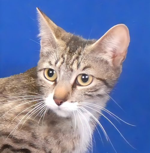 PIPPI, Young Domestic Short Hair, cat for adoption in La Puente, California