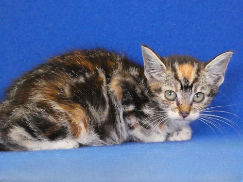 HEIDI, Baby Calico, cat for adoption in La Puente, California