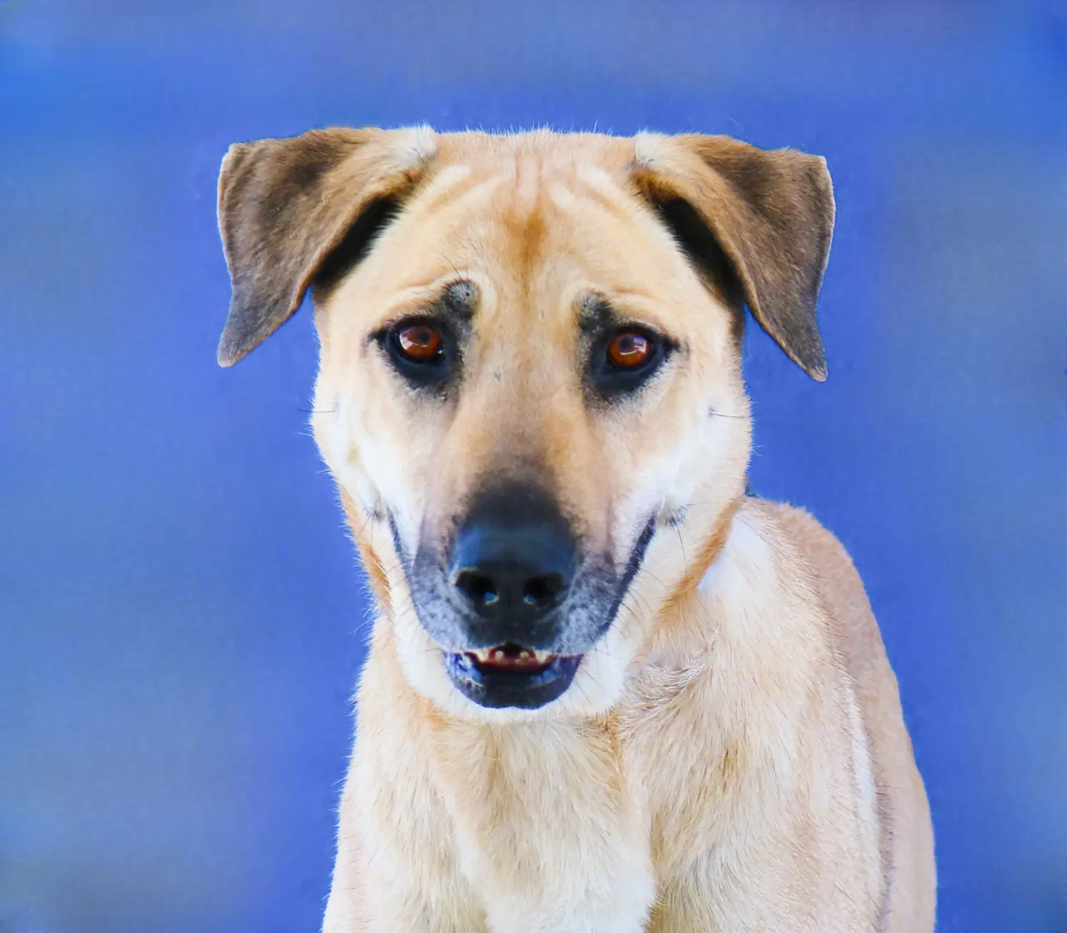 Lily - Shepherd