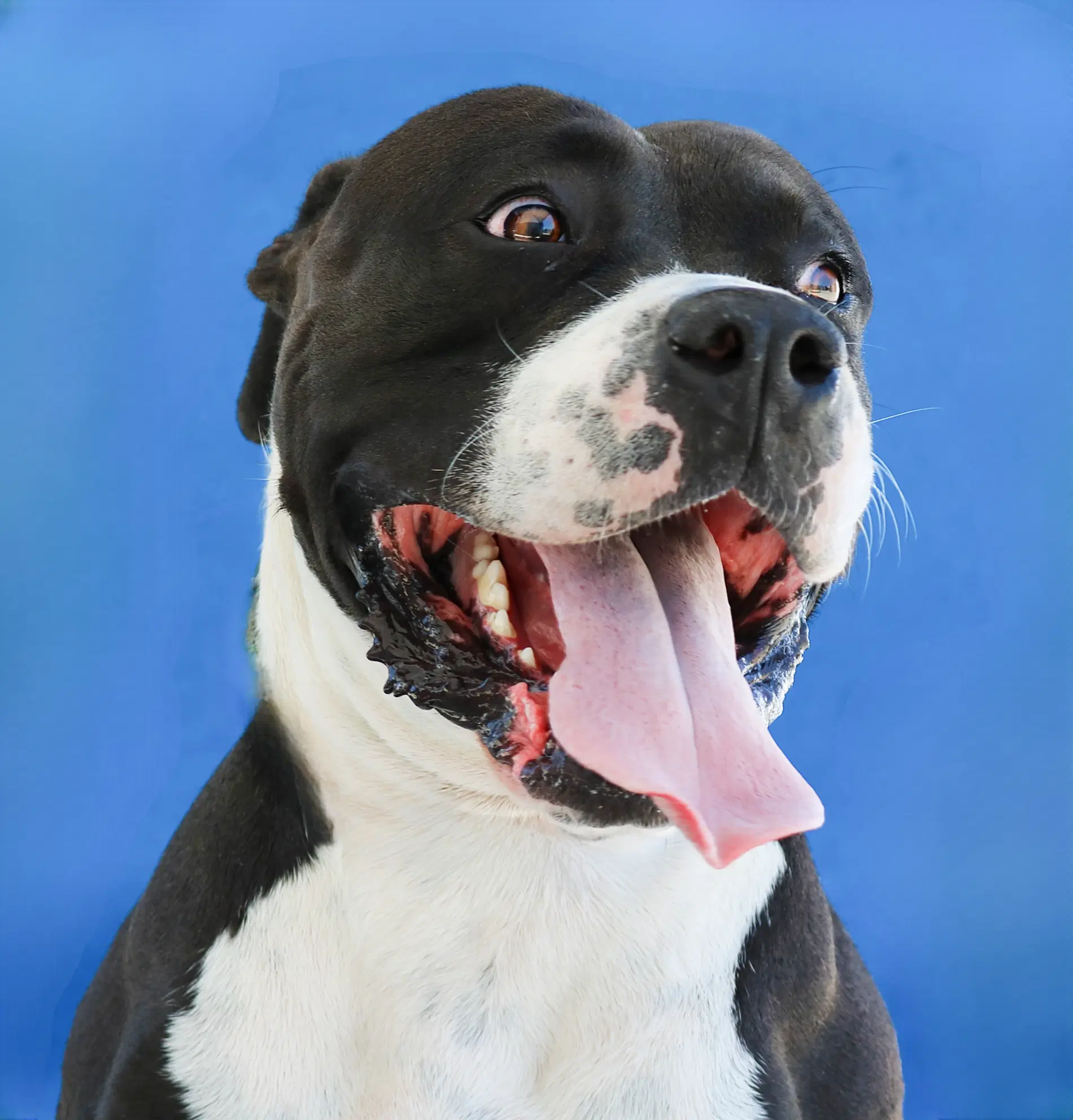 Barley - American Staffordshire Terrier