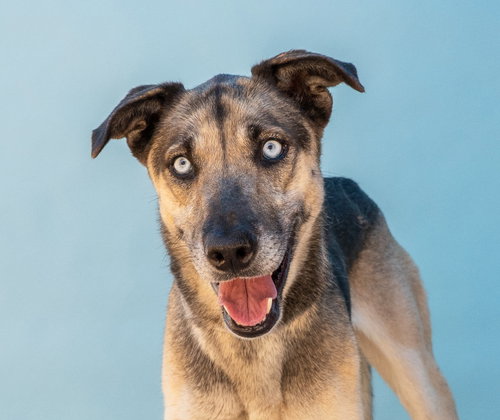 Paloma, an adoptable German Shepherd Dog in Pasadena, CA