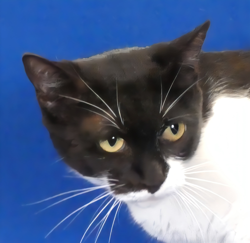 MIMI, Young Domestic Short Hair (short coat), cat for adoption in Santa Clarita, California