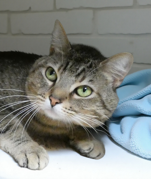 ROCKET, Adult Tabby / Domestic Short Hair (short coat), cat for adoption in Santa Clarita, California