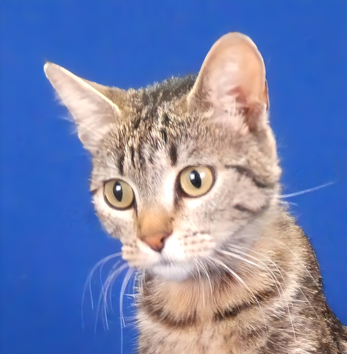 CROUTON, Young Tabby / Domestic Short Hair (short coat), cat for adoption in Santa Clarita, California