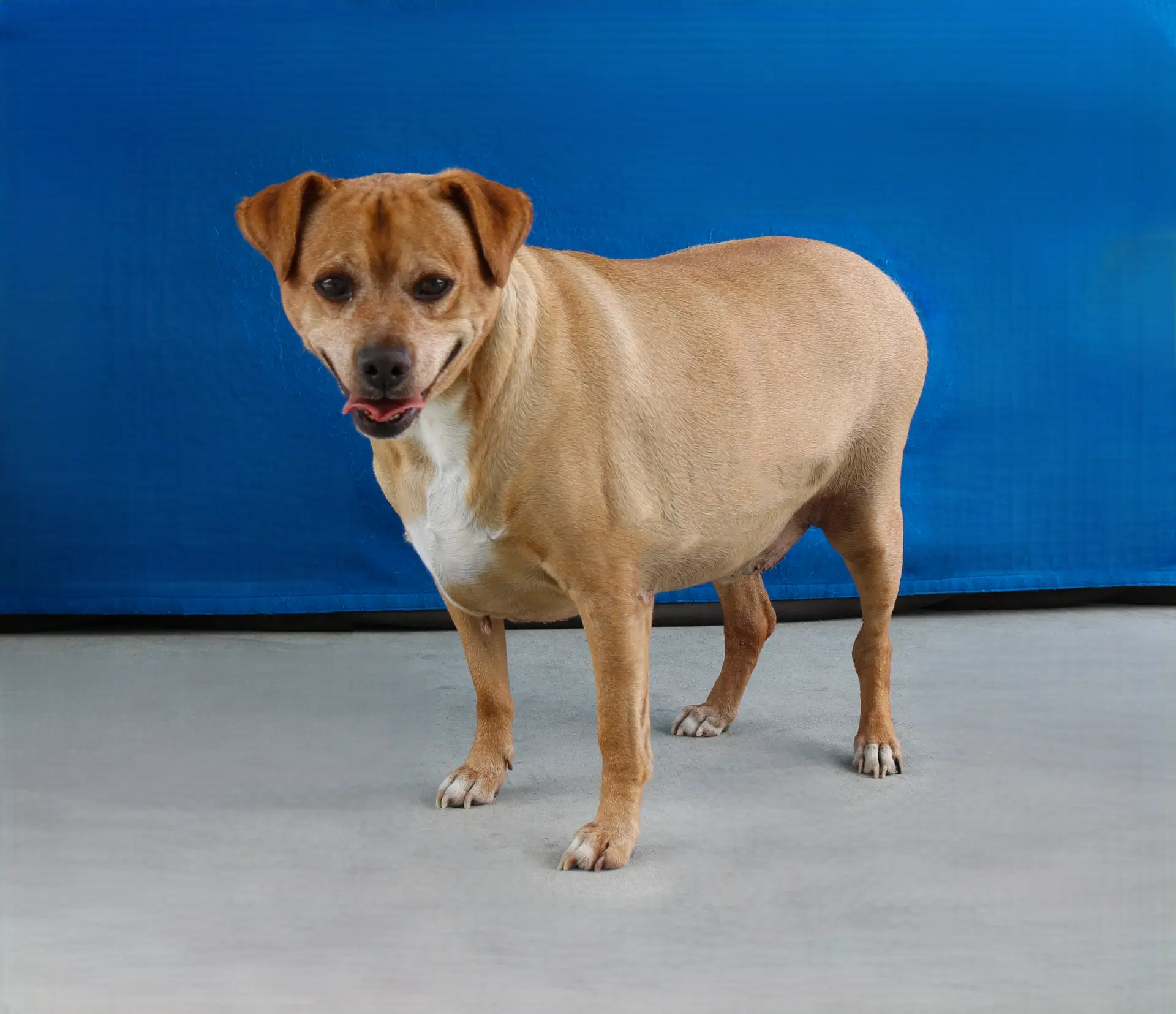 Archie image 2