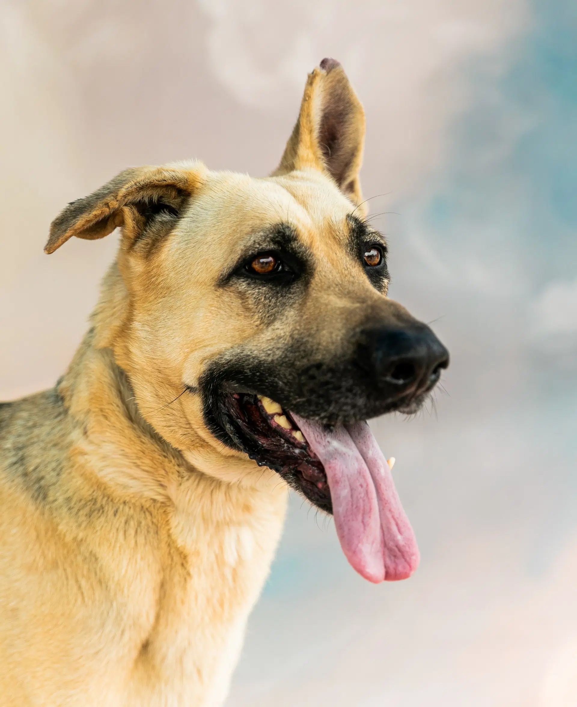 Quinn - German Shepherd Dog